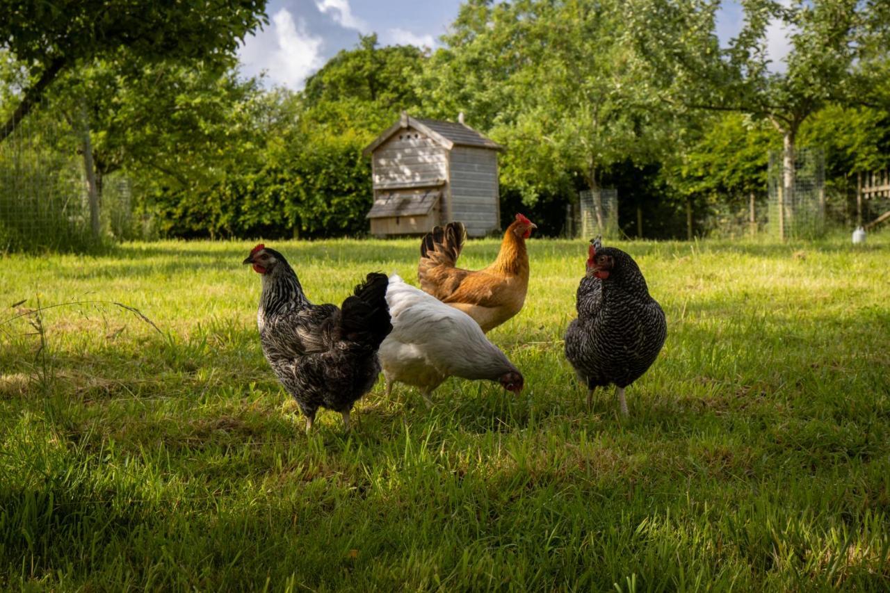 Gutchpool Farm Bed & Breakfast Gillingham  Luaran gambar